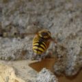 Anthidium sp.